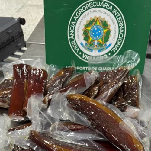 Vigiagro apreende até 270 quilos por dia de material irregular em bagagens no Aeroporto de Guarulhos