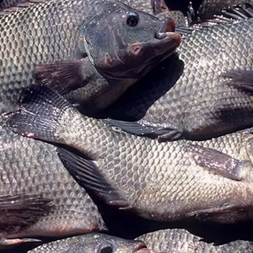  O vírus que se esconde na tilápia: ISKNV permanece como alerta na produção de peixes