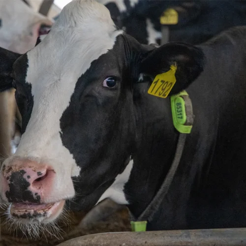 Novo selo de bem-estar animal chega ao mercado em embalagens de laticínios