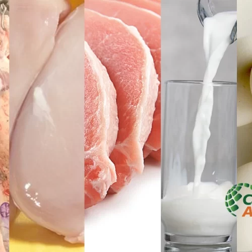 Com expansão em todos os setores, VBP animal tende a aumentar mais de 12% em 2025