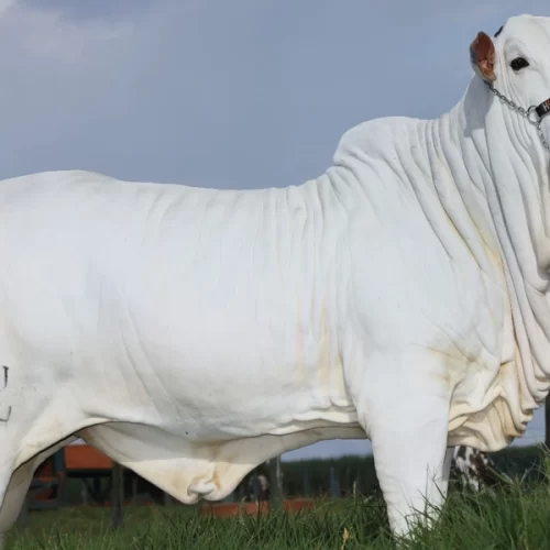 Henrique & Juliano trazem a força da genética Nelore para a 62ª EXPO Rio Preto