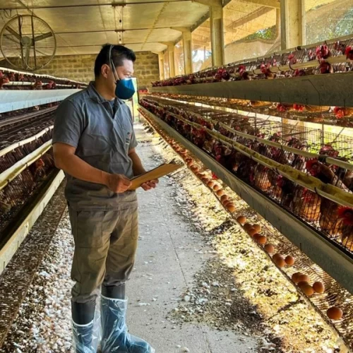 Influenza Aviária – Defesa Agropecuária reforça fiscalização em estabelecimentos avícolas que receberam cargas do Rio Grande do Sul