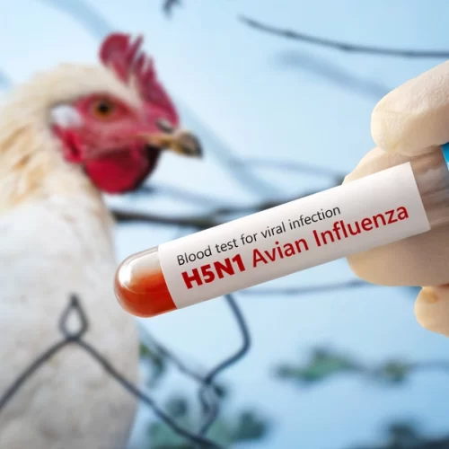 Gripe aviária: atualização, pela MAPA, da situação de emergência