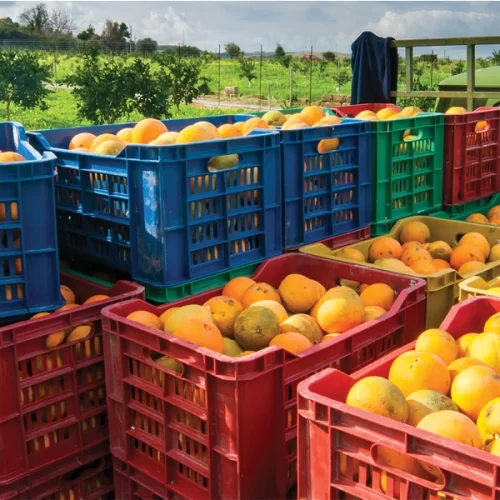 CITROS/CEPEA: Boa produtividade será fundamental para fechar as contas em 25/26