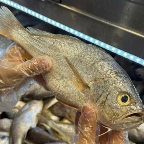 Você sabe identificar peixe fresco? Especialistas dão dicas para não errar na compra