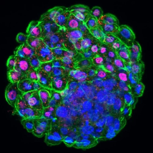 Criação de Laboratório para produção de embriões in vitro do IZ deve acelerar pesquisas na área de reprodução de bovinos
