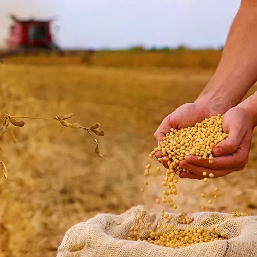 Brasil atinge recorde histórico na produção de soja em 2025